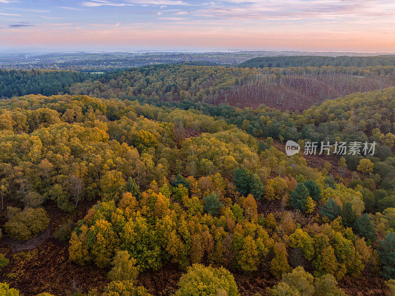 日出时Cannock Chase上秋天的树木和石南地的鸟瞰图。